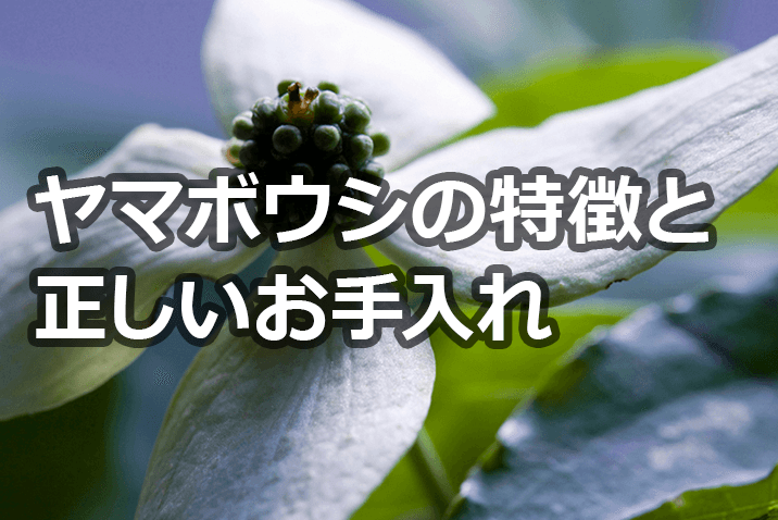 ヤマボウシの剪定方法 時期 花芽を切らずに大きすぎる樹形を抑える育て方 お庭110番