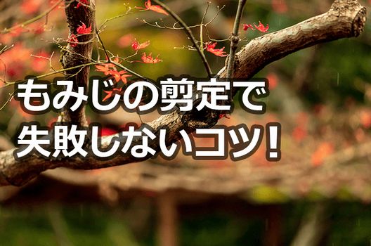 もみじの剪定 夏 冬の時期で異なる剪定方法とお手入れのコツ伐採 剪定 草刈りなどお庭の悩みを最短即日で業者が解決 お庭110番