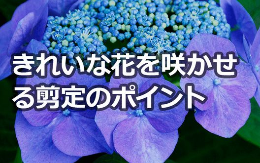 紫陽花の剪定に適した時期と方法 美しい花を咲かせるポイント伐採 剪定 草刈りなどお庭の悩みを最短即日で業者が解決 お庭110番