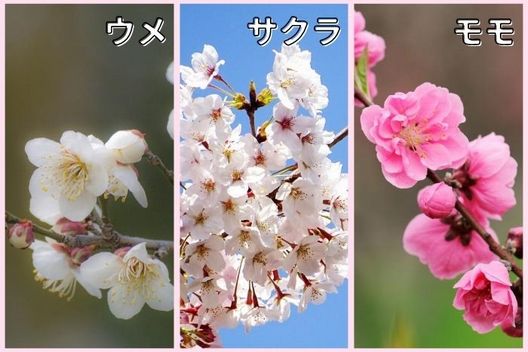 真夏に花芽ができる木：ウメ、サクラ、モモなど