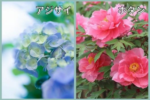 秋・冬に花芽ができる木：アジサイ、ボタンなど