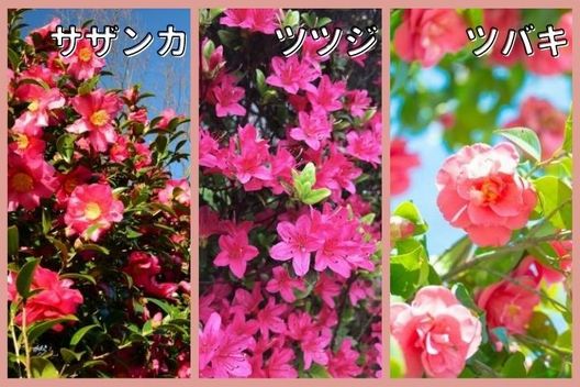 初夏に花芽ができる木：サザンカ、ツツジ、ツバキなど