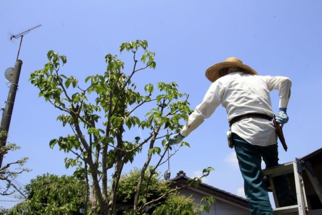 コーヒーの木の剪定方法を解説 健やかに育てて実をならせよう お庭110番