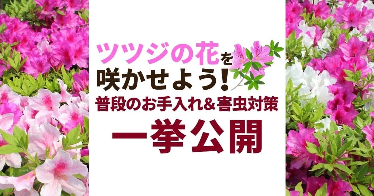 ツツジ　お手入れ　害虫対策