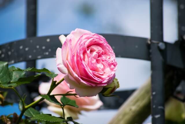 ピエール・ドゥ・ロンサールを剪定して美しいバラを咲かせよう！