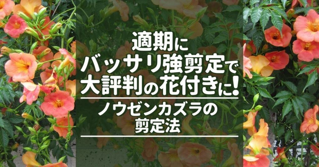 満開！ノウゼンカズラの剪定方法│夏中ずっと花が咲き続ける育て方