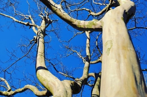 サルスベリの白く滑らかな木肌