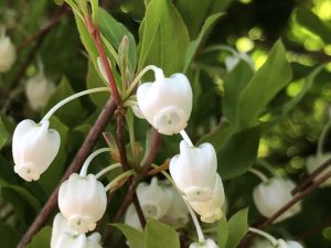 ドウダンツツジの花