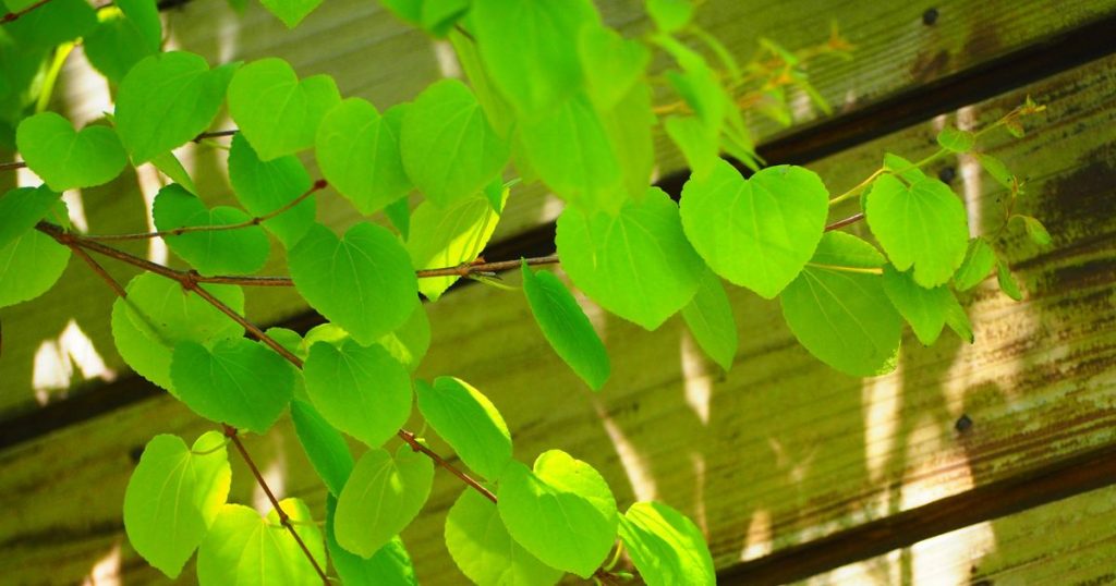 カツラはシンボルツリーにおすすめ｜特徴的な葉の魅力とお手入れ方法