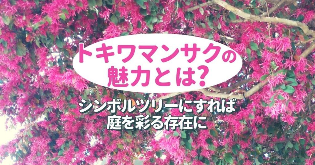 トキワマンサクのシンボルツリーは育てやすくて生垣にもおすすめ！