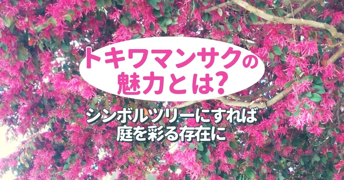 トキワマンサクのシンボルツリーは育てやすくて生垣にもおすすめ お庭110番