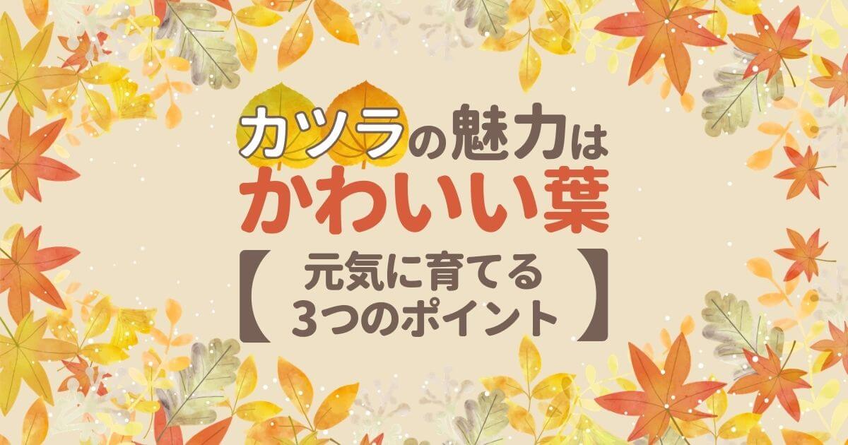 カツラの魅力はかわいい葉【元気に育てる3つのポイント】