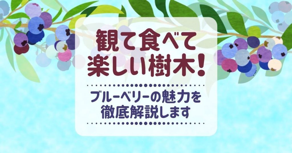 低木のブルーベリーはシンボルツリーに最適｜観て食べて楽しめる樹木