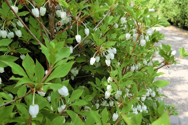 低木の植栽