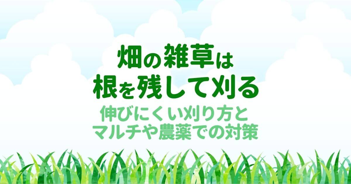 畑の雑草対策で根から抜くのは逆効果