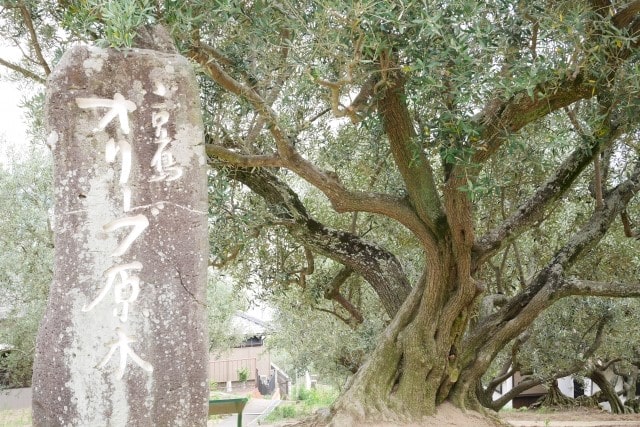 シンボルツリーにオリーブの木がおすすめ！庭木に人気の8品種を紹介 