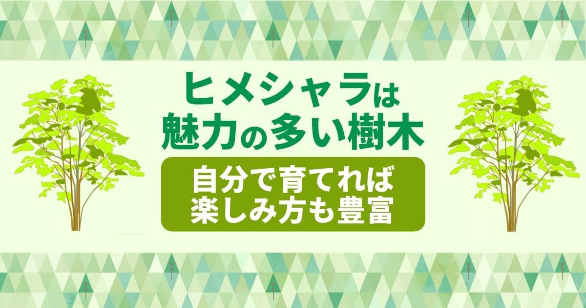 ヒメシャラは魅力の多い樹木自分で育てれば楽しみ方も豊富