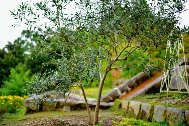 シンボルツリーにオリーブの木がおすすめ！庭木に人気の8品種を紹介 