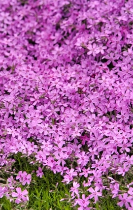 グランドカバープランツ_芝桜