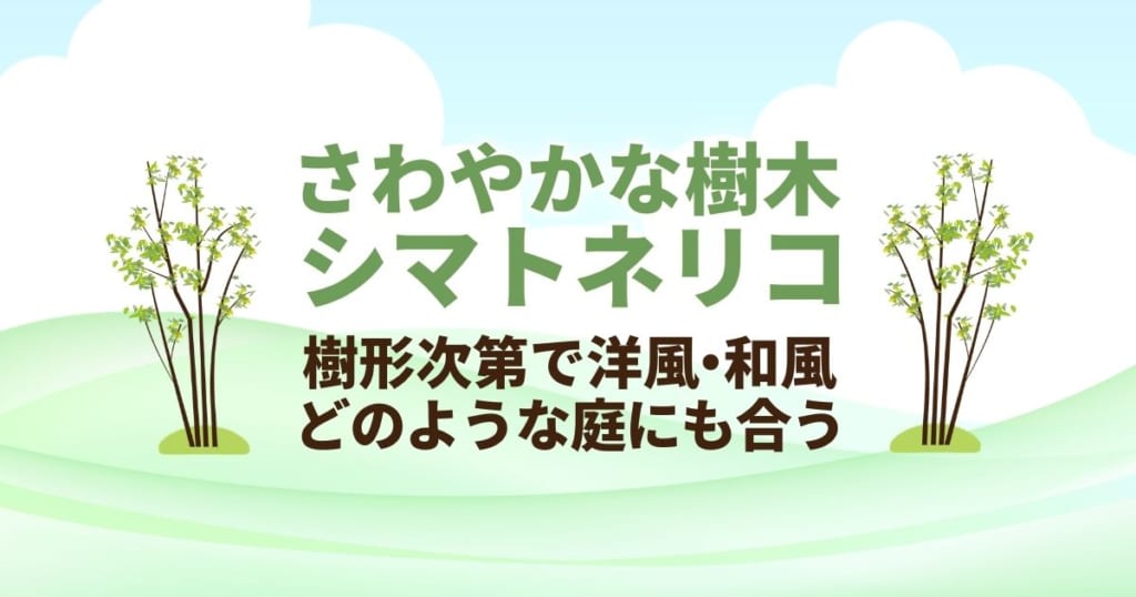 シマトネリコはシンボルツリーにおすすめ｜庭植えも鉢植えも楽しめる