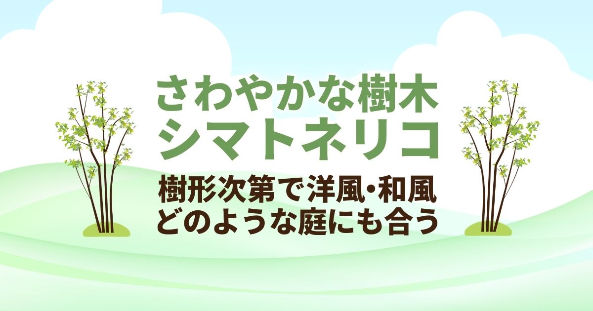 シマトネリコはシンボルツリーにおすすめ 庭植えも鉢植えも楽しめる お庭110番