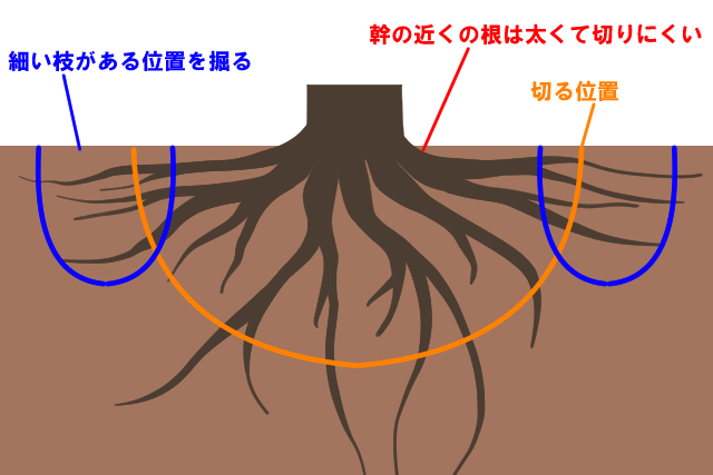 掘る位置