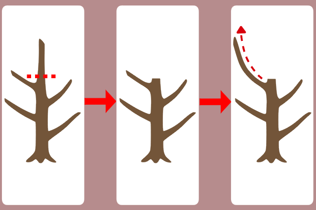 図解で簡単 高くなりすぎた木を剪定する2つの方法 お庭110番