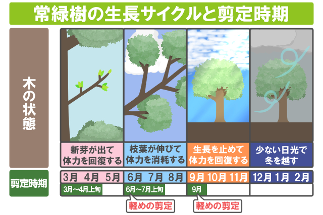 常緑樹の生長サイクルと剪定時期