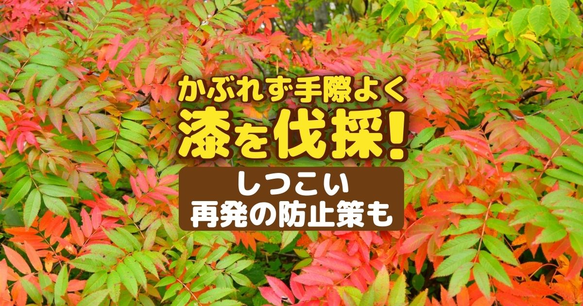漆の木の伐採をかぶれず楽に 自力でできる再生しない根こそぎ処理法 お庭110番
