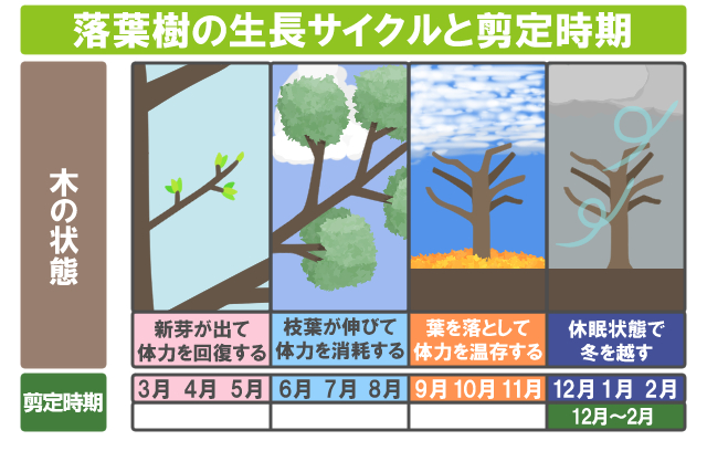 落葉樹の生長サイクルと剪定時期