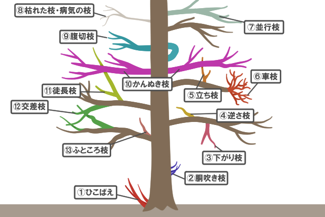 忌み枝はコレを切る 図解でわかりやすいきれいな樹形を作る剪定の進め方 お庭110番