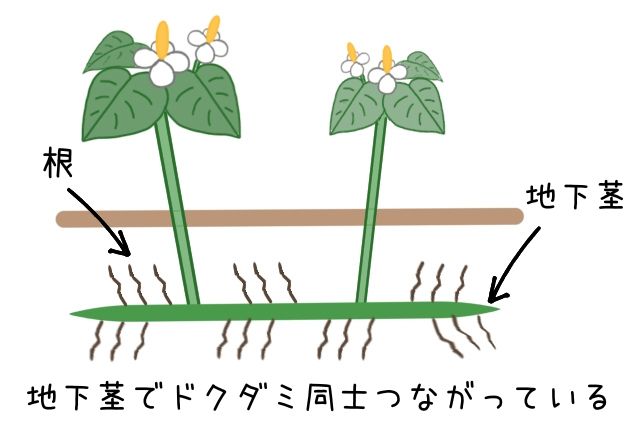 ドクダミ　地下茎