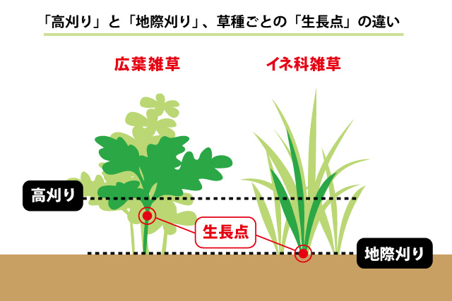 生長点の違い