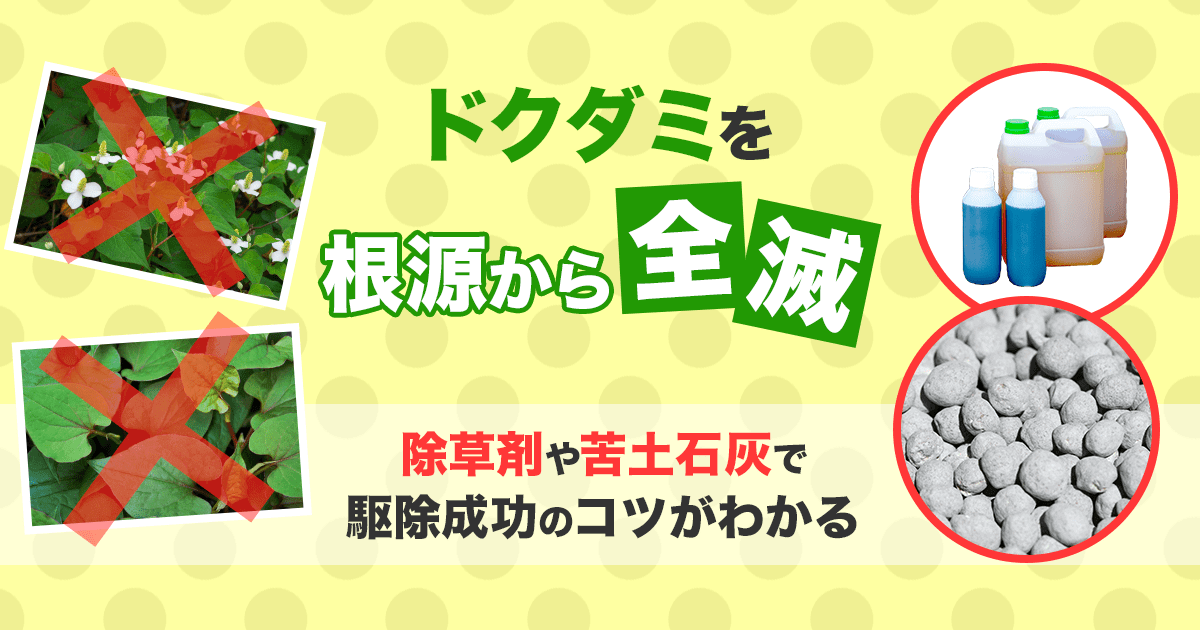 ドクダミを根源から全滅 除草剤や苦土石灰で駆除成功のコツがわかる