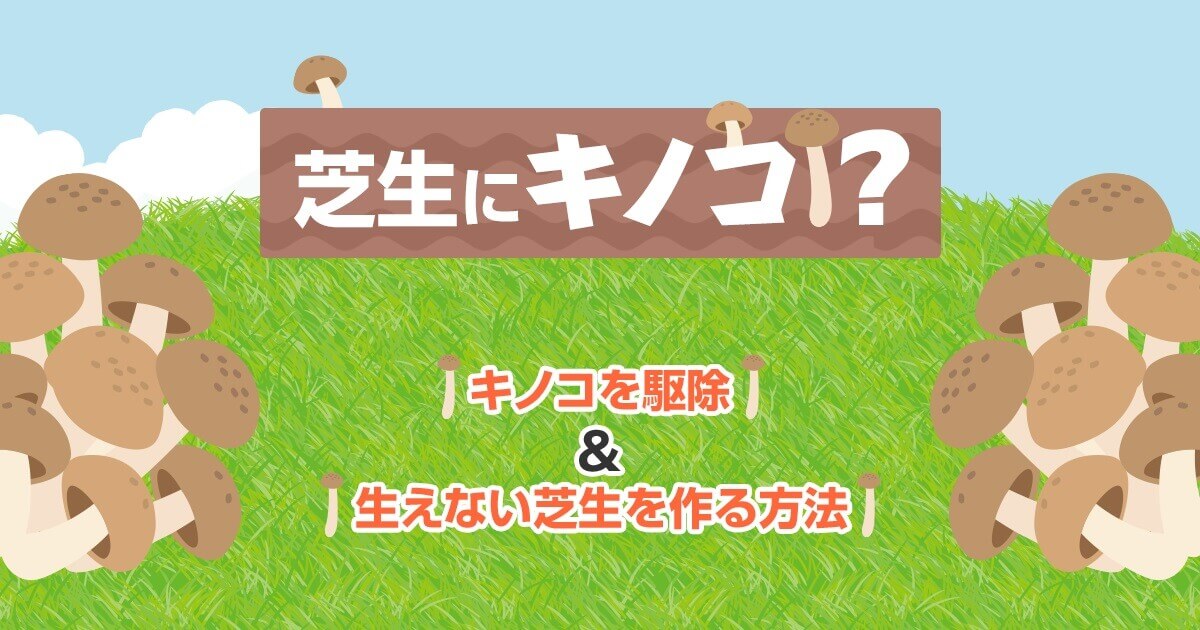 芝生にキノコ！？キノコを駆除＆生えない芝生を作る方法