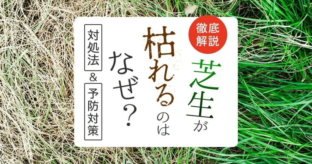 徹底解説芝生が枯れるのはなぜ？対処法＆予防対策