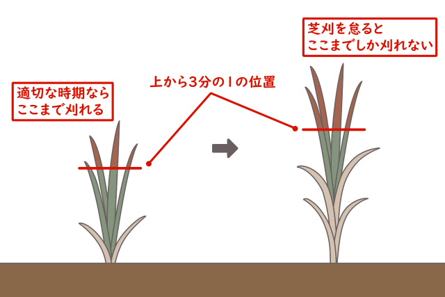 芝が伸びると刈り込める高さが変わる