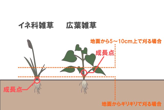 イネ科の雑草と広葉雑草の違い