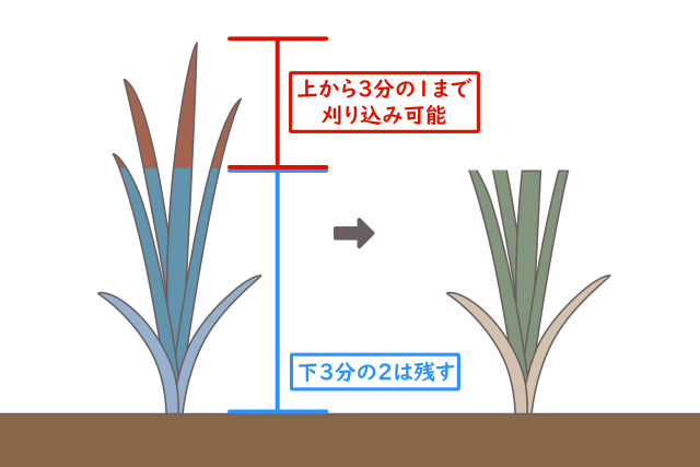 芝は3分の2は残す