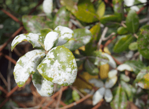 病気にかかった草木