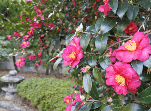 元気に花や木を保つ