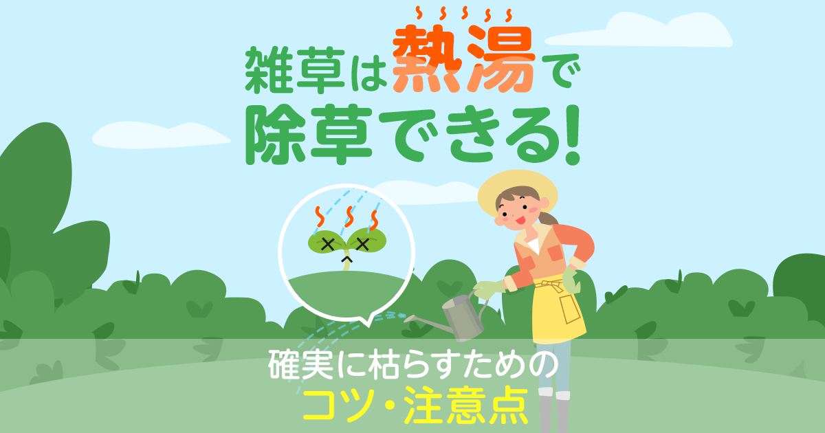 雑草に熱湯をかけて除草する方法