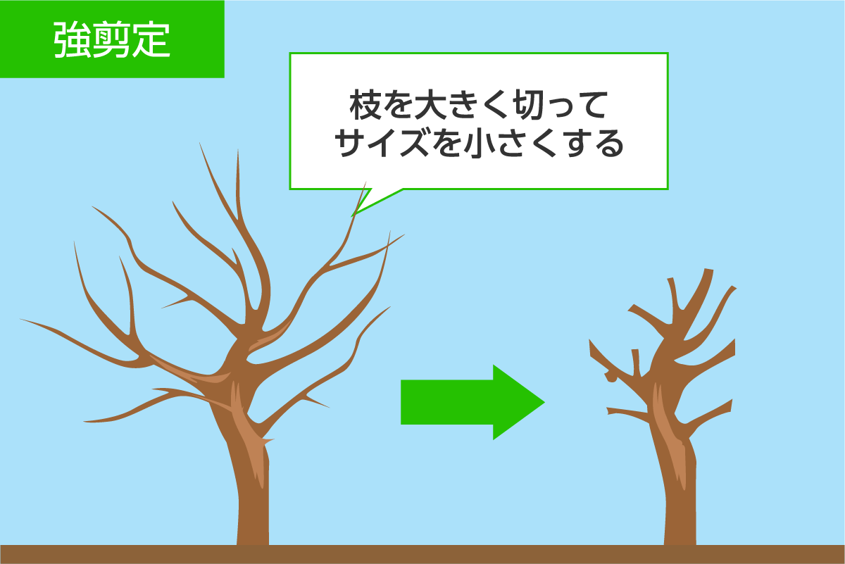 強剪定