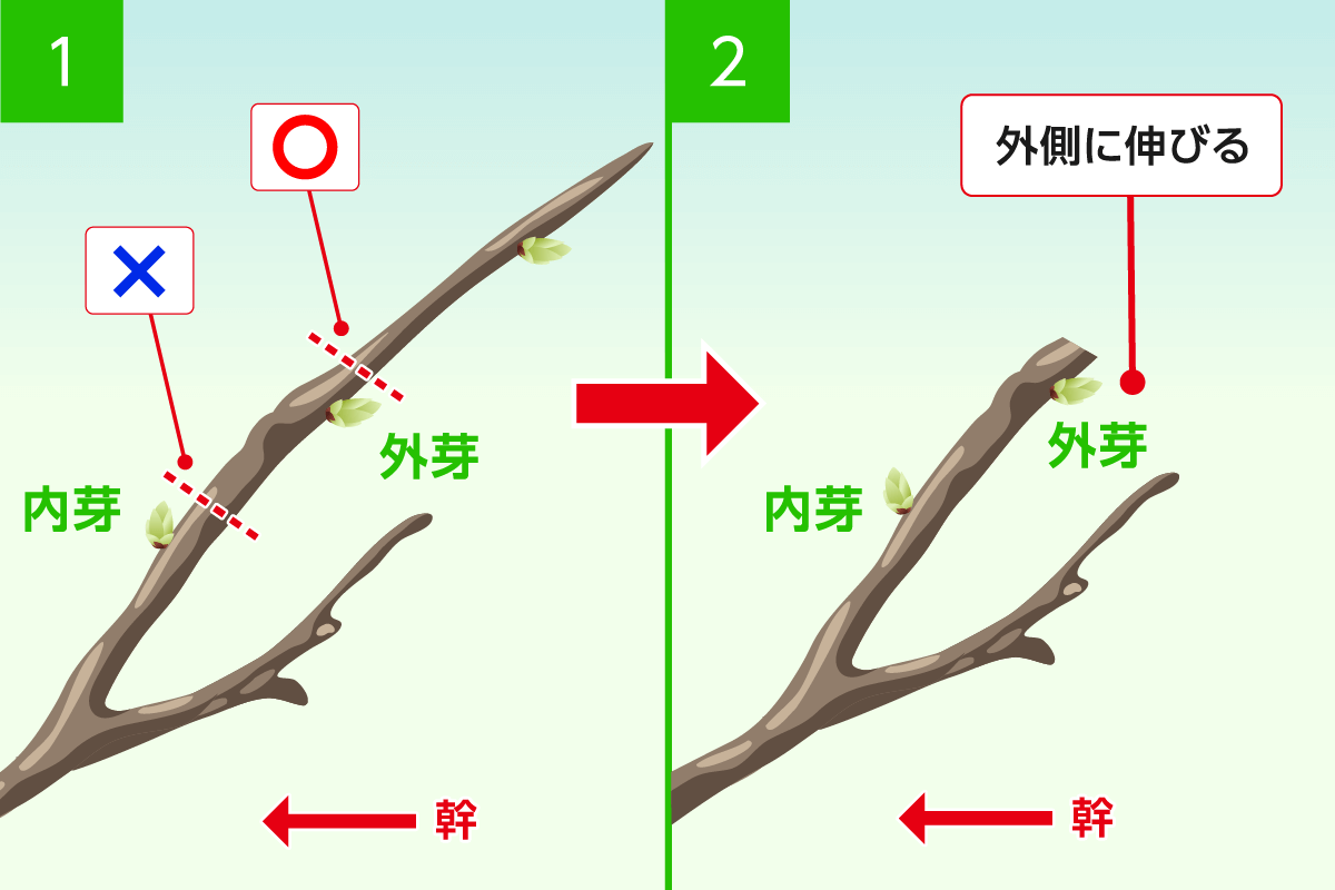 庭木の剪定は年！お手入れが劇的にラクになる枝の切り方   お