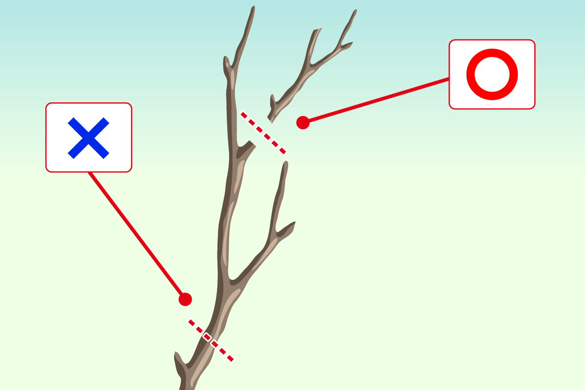 枝の分岐点での剪定